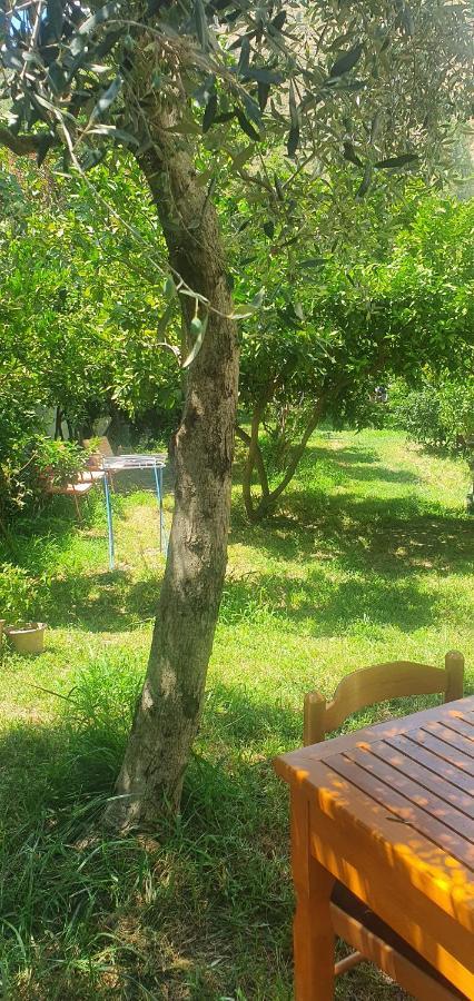 Xho'S Forest Guest House Berat Dış mekan fotoğraf